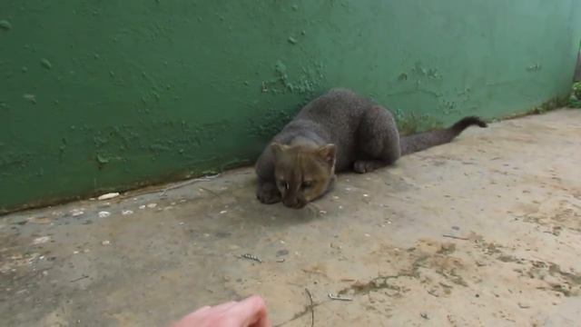 Playing with an adorable rescued jaguarundi смотреть онлайн