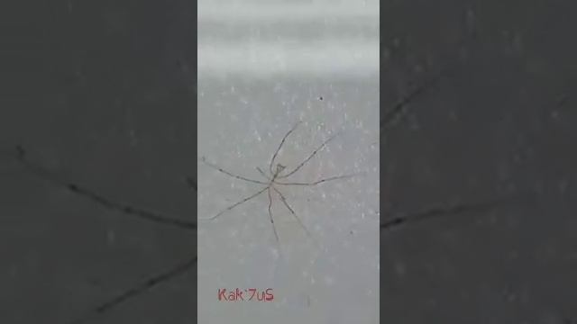 Морской паук Nymphon grossipes смотреть онлайн