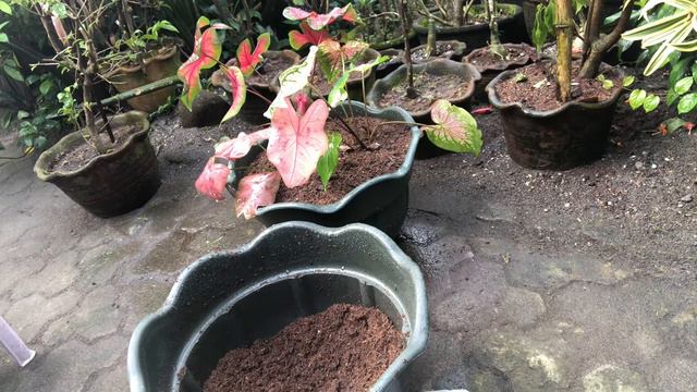 REPOTTING Caladium Thai Pink Beauty | Red Emperor | Pink Princess| Pink Ruffles | Bibit Caladium