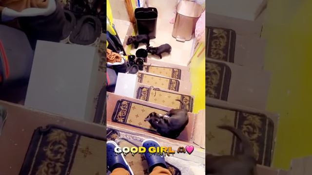 2 months Pitbull #love #cute #funny #baby #dog #dogowner #puppy смотреть онлайн