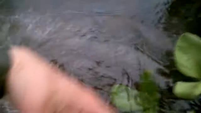 Форелька смотреть онлайн