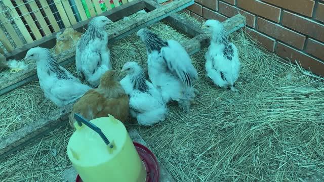 дефект в ходьбе цыплят брамы возможно из-за длинных перьев на ногах. Поза ПИНГВИН смотреть онлайн