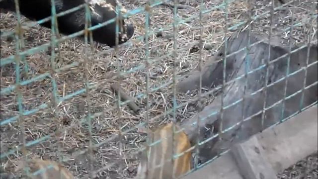 Воронеж!!!Субботний отдых в Зоопитомнике!!! смотреть онлайн