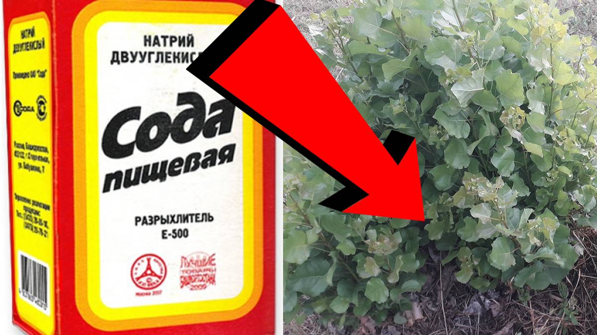 ПОЛЕЗНЫЕ СОВЕТЫ