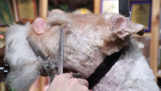Wire Fox Terrier Pet Head | with Master Groomer смотреть онлайн