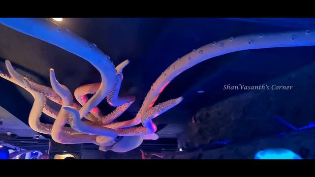 Exploring Dubai Underwater Zoo & Aquarium | Meet King Croc | Dubai Mall | Must Visit Place in Duba смотреть онлайн