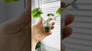 Укоренение черенков в минеральноватных пробках. Мой опыт.