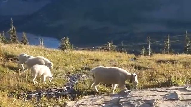 Glacier national park & Waterton lakes National Park - Hiking Trip 18 смотреть онлайн