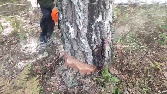 Валка Берёзы /// Березовая делянка на 600 кубов смотреть онлайн