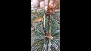 ВРЕДИТЕЛЬ ХВОЙНЫХ-ШИШКОВАЯ ОГНЕВКА-на елях и кедровых соснах