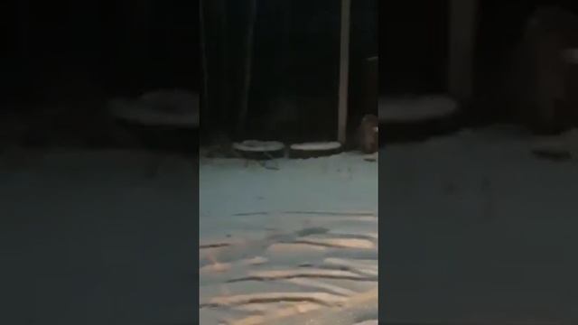 В Приморском крае п. СИБИРЦЕВО. Амурский ТИГР вышел из тайги в поисках пропитания! смотреть онлайн