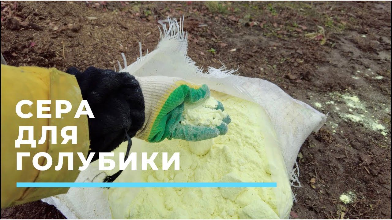 Сера для голубики смотреть онлайн