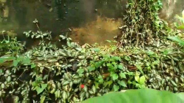 Episcia Silver Shield