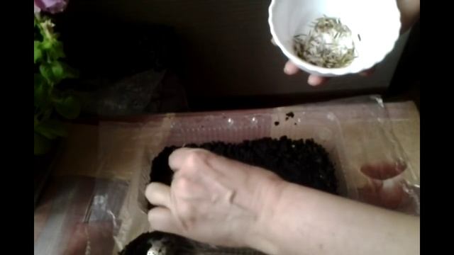 БАРХАТЦЫ.Сеем семена бархатцев на рассаду.Ценность бархатцев смотреть онлайн