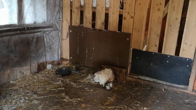 куры, курицы рыжие и не только.. тушки , осенние паразиты смотреть онлайн