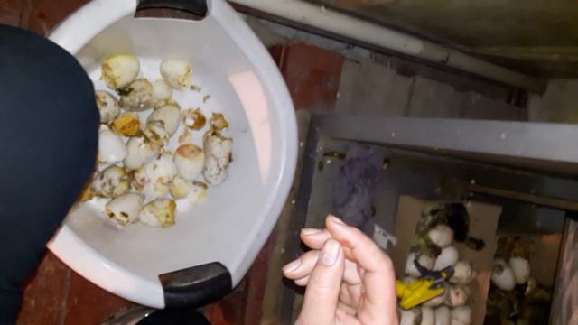 Вывод гусят. Помощь при рождении. смотреть онлайн