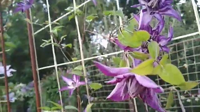 клематис Астра нова (Astra Nova) смотреть онлайн