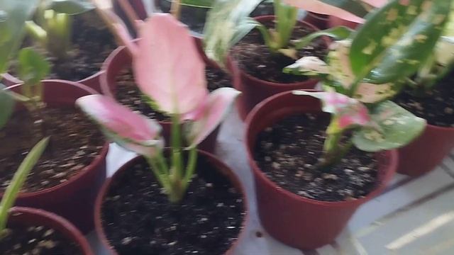 Комнатные растения 27 апреля 2023 год,маранты аглонемы ктенанты фикусы спатифилумы смотреть онлайн