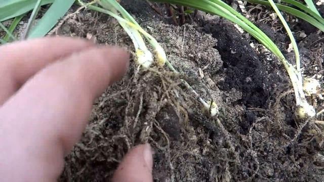 Лилии из чешуек. Пересадка новых луковиц. смотреть онлайн