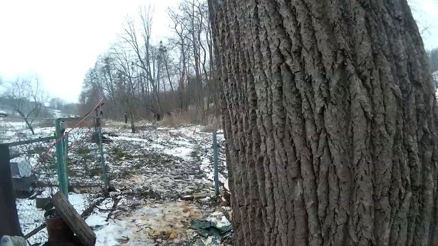 Направленный спил большого дерева возле жилых домов, арбористика! смотреть онлайн