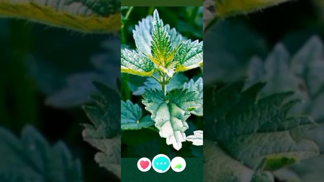 Загадка | Крапива | К. Чуковский смотреть онлайн