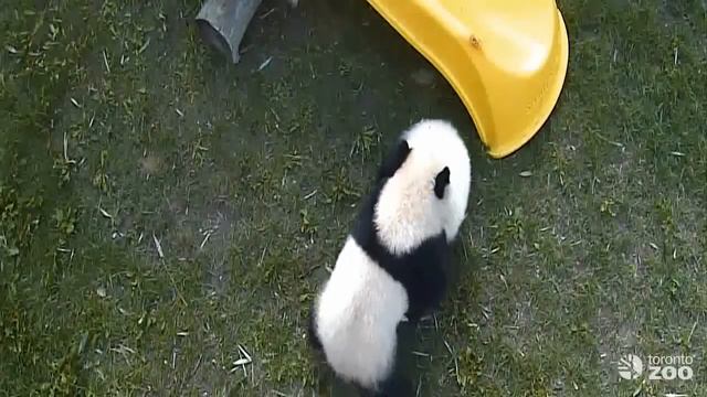 Toronto Zoo Giant Panda Cubs Play On Slide смотреть онлайн