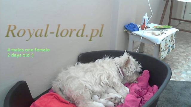 West Highland White Terrier Puppies online смотреть онлайн