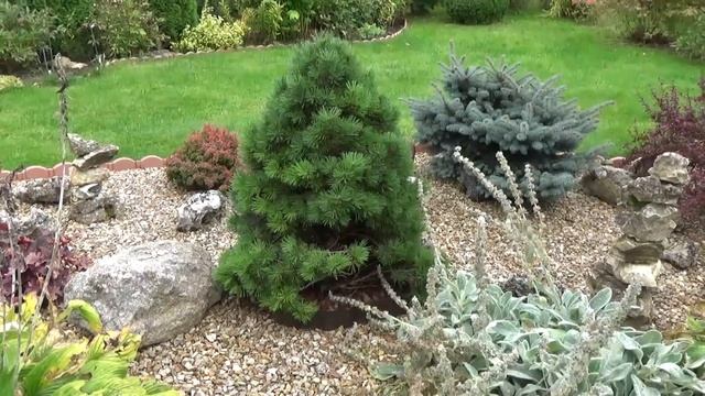 Обзор всех Хвойных в моем саду. Больше 20 ти видов. Сорта. Советы по уходу. смотреть онлайн