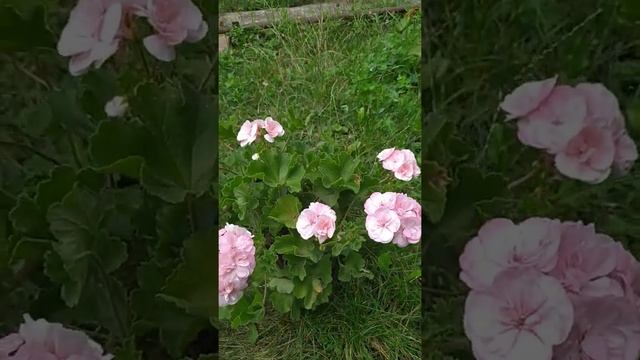 Белорозовая пеларгония Пинто Премиум Вайт то Роз смотреть онлайн