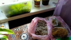 Пересадка Непентеса.