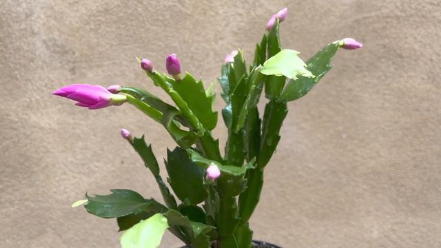 Christmas cactus plant - pink flowering Christmas cactus plant смотреть онлайн