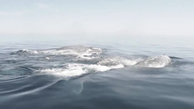 Facts: The Gray Whale смотреть онлайн