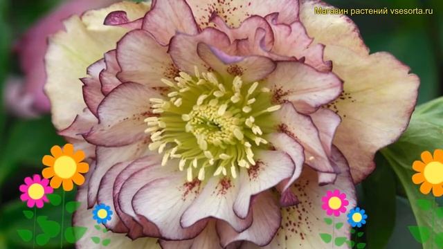Морозник восточный Принц дабл пикоте. Краткий обзор helleborus orientalis Prince Double Picotee смотреть онлайн