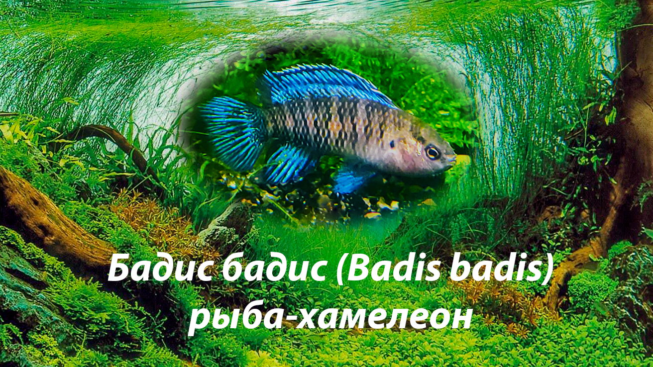 Бадис бадис , рыба-хамелеон / (Badis Badis)