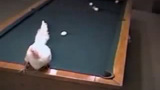 Это видео было признано самым смешным смотреть онлайн