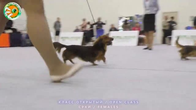 World Winner Show 2017. Такса кроличья длинношерстная. Суки. Сравнение на ЛПП. смотреть онлайн