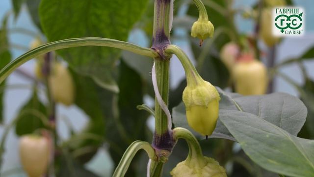 Перец - почему опадают цветы и не завязываются плоды? Когда собирать перец? смотреть онлайн