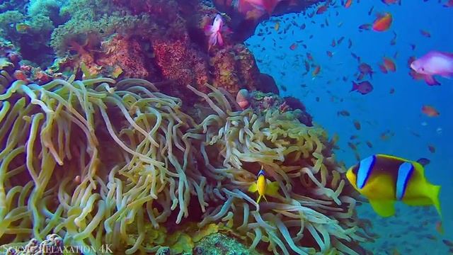 The Ocean 4K - Marine Relaxation Film - Meditation Relaxing Music смотреть онлайн