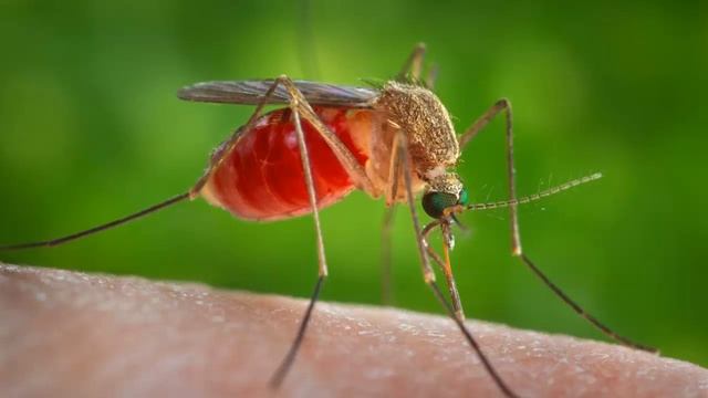 Кого чаще кусают комары смотреть онлайн