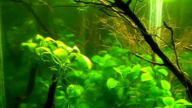 #Aquarium. Влажный тропический лес. смотреть онлайн