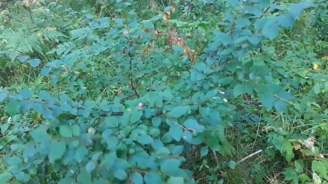 Кизильник черноплодный. Небольшой обзор смотреть онлайн