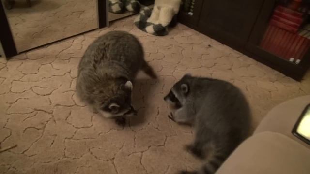 ЕНОТЫ КОКОС И ВЕНЯ:ИГРЫ ПОСЛЕ КУПАНИЯ!!!)) смотреть онлайн