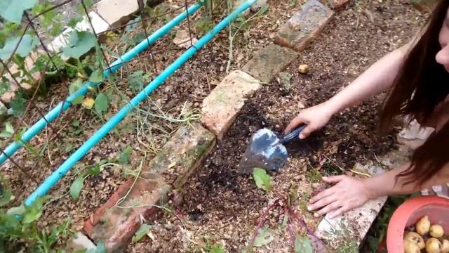 Как победить колорадского жука? смотреть онлайн