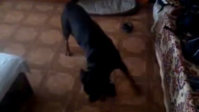 Почеши морду(Грей)