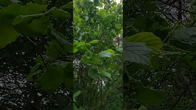 Работаю на просеке смотреть онлайн