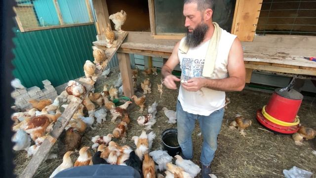 abi sen hiç misket oynadın mı zıpla civciv смотреть онлайн