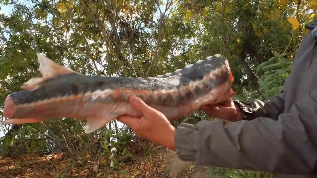 Астрахань. Маково // Рыбалка на Волге смотреть онлайн