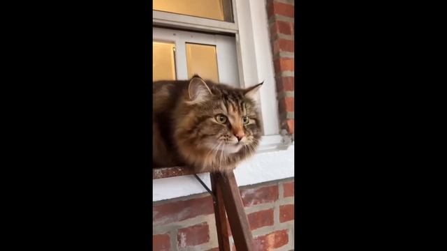? Funniest Cats and Dogs Videos ?? || ?? Hilarious Animal Compilation №180 смотреть онлайн