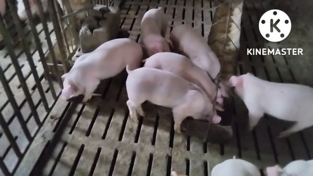 Отьем поросят ньюансы, для чего нужен премикс? смотреть онлайн