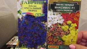 Мимулюс.Очаровательный однолетник для выращивания в кашпо.